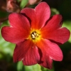 Primula tomato - Abriachan Nurseries